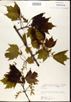 000020924-thumbnail.jpg