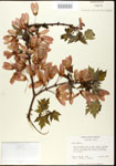 000020925-thumbnail.jpg