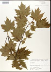 000020926-thumbnail.jpg