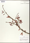 000020927-thumbnail.jpg