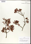 000020928-thumbnail.jpg