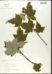 000020929-thumbnail.jpg