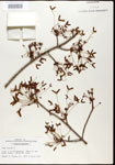 000020930-thumbnail.jpg