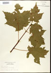 000020931-thumbnail.jpg