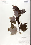 000020932-thumbnail.jpg