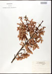000020933-thumbnail.jpg