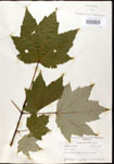 000020934-thumbnail.jpg