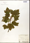 000020935-thumbnail.jpg