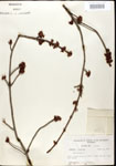 000020937-thumbnail.jpg
