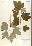 000020938-thumbnail.jpg