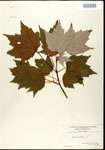 000020941-thumbnail.jpg