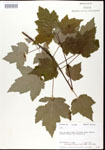 000020944-thumbnail.jpg