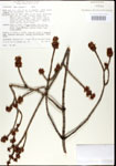 000020945-thumbnail.jpg