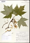 000020947-thumbnail.jpg