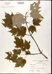 000020949-thumbnail.jpg