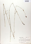 Rhynchospora
