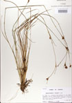 Rhynchospora