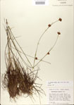 Rhynchospora
