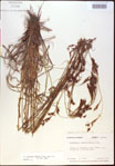 000021026-thumbnail.jpg