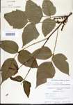 000021044-thumbnail.jpg