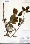 000021045-thumbnail.jpg