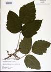 000021046-thumbnail.jpg