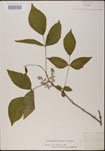 000021047-thumbnail.jpg