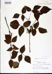 000021048-thumbnail.jpg