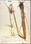 Rhynchospora