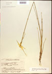 Rhynchospora