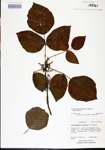 000021074-thumbnail.jpg