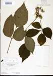 000021075-thumbnail.jpg
