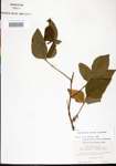 000021076-thumbnail.jpg