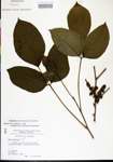 000021077-thumbnail.jpg
