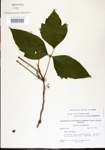 000021078-thumbnail.jpg