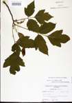 000021080-thumbnail.jpg