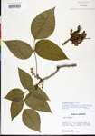 000021086-thumbnail.jpg