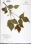 000021088-thumbnail.jpg