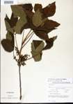 000021089-thumbnail.jpg