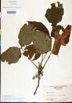 000021091-thumbnail.jpg