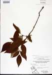 Toxicodendron