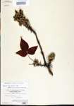 000021099-thumbnail.jpg