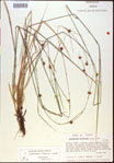 Rhynchospora