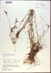 000021202-thumbnail.jpg
