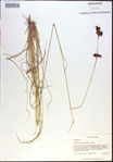 000021217-thumbnail.jpg