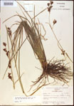 000021218-thumbnail.jpg