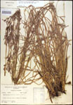 000021222-thumbnail.jpg