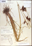 000021223-thumbnail.jpg
