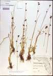 000021225-thumbnail.jpg