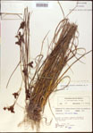 000021233-thumbnail.jpg